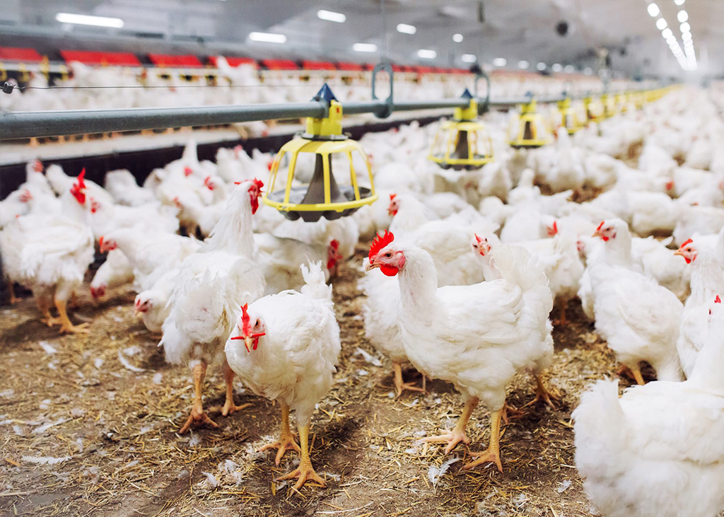 Pet owner laying on bed playing with dog and cat - Zoetis